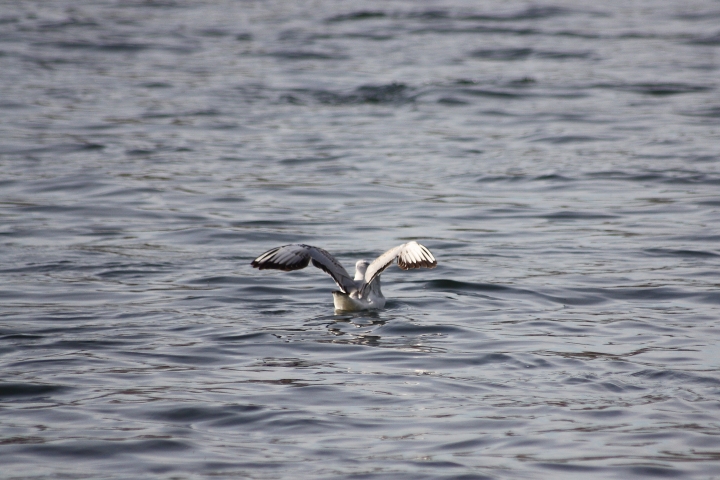 uccelli del fiume Ticino